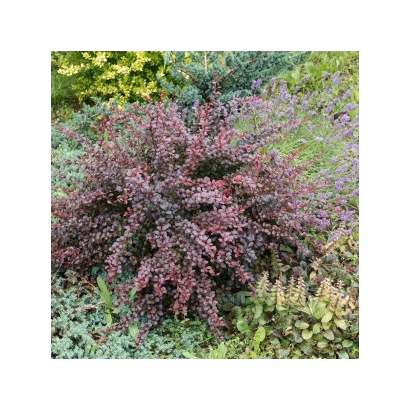 Berberis thunbergii 'Carmen'