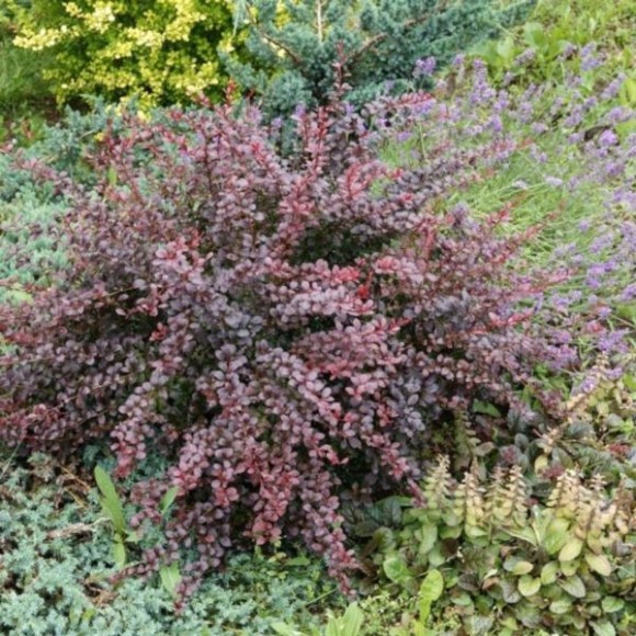 Berberis thunbergii 'Carmen'