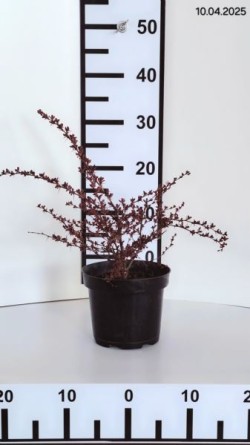 Berberis thunbergii 'Carmen'