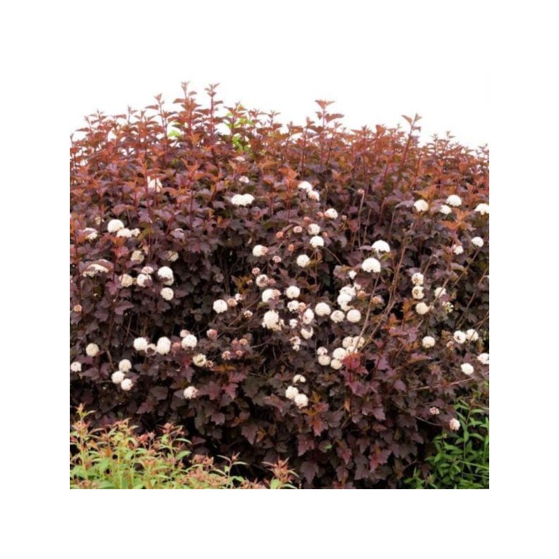 Physocarpus opulifolius 'Purple Horizon' PBR