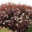 Physocarpus opulifolius 'Purple Horizon' PBR