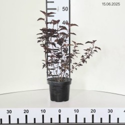 Physocarpus opulifolius 'Purple Horizon' PBR