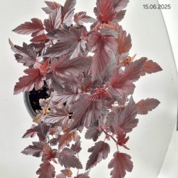 Physocarpus opulifolius 'Purple Horizon' PBR