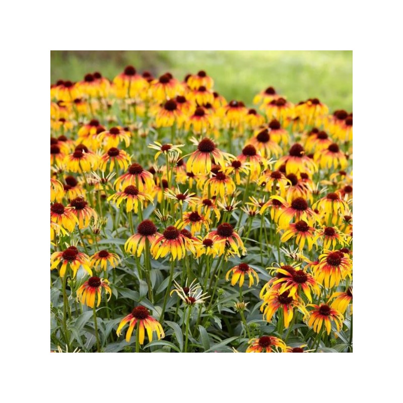 Echinacea 'Parrot'