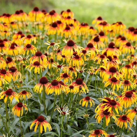 Echinacea 'Parrot'