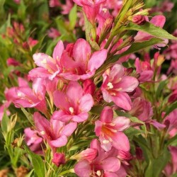 Weigela PICOBELLA ROSA 'TVP2'