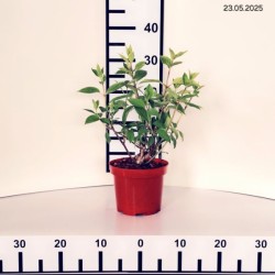 Weigela PICOBELLA ROSA 'TVP2'