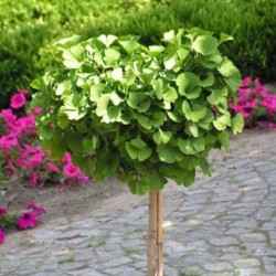 Ginkgo biloba 'Troll'