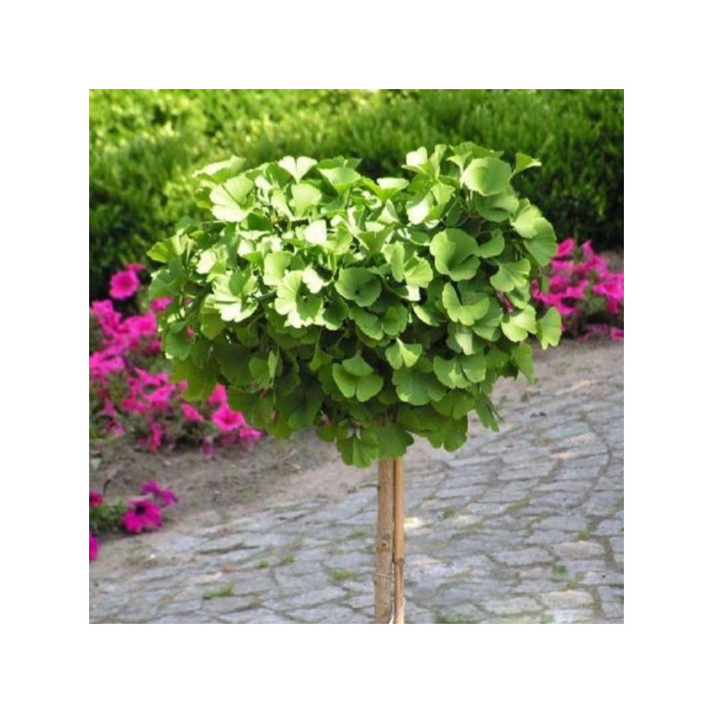 Ginkgo biloba 'Troll'