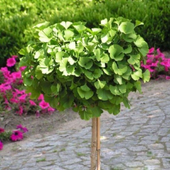 Ginkgo biloba 'Troll'