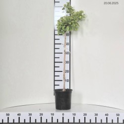 Ginkgo biloba 'Troll'