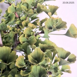 Ginkgo biloba 'Troll'