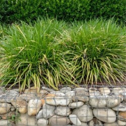 Carex morrowii 'Irish Green'