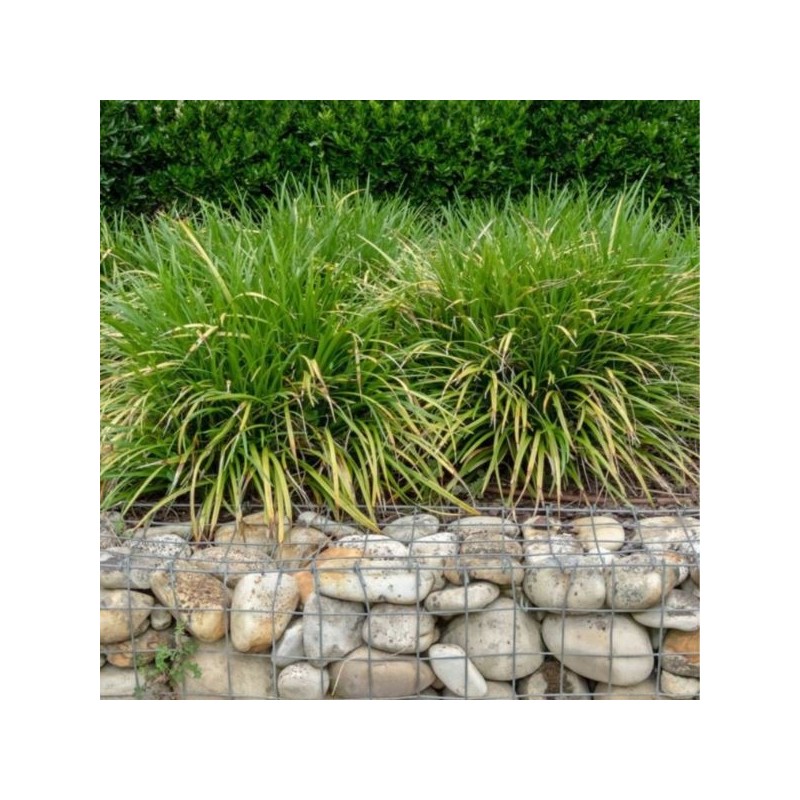 Carex morrowii 'Irish Green'
