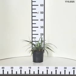 Carex morrowii 'Irish Green'