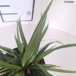 Carex morrowii 'Irish Green'