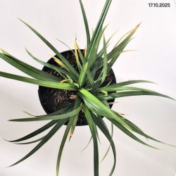 Carex morrowii 'Irish Green'