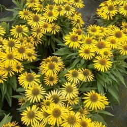 Echinacea 'Fountain Yellow'