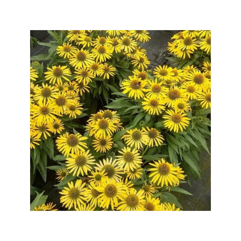 Echinacea 'Fountain Yellow'
