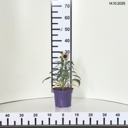 Echinacea 'Fountain Yellow'