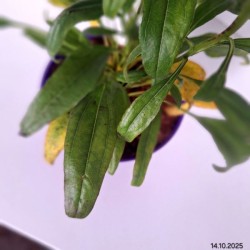 Echinacea 'Fountain Yellow'