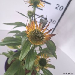 Echinacea 'Fountain Yellow'