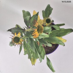 Echinacea 'Fountain Yellow'