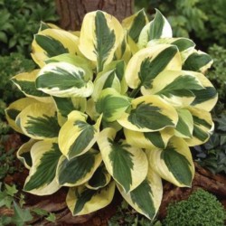 Hosta 'Brim Cup'