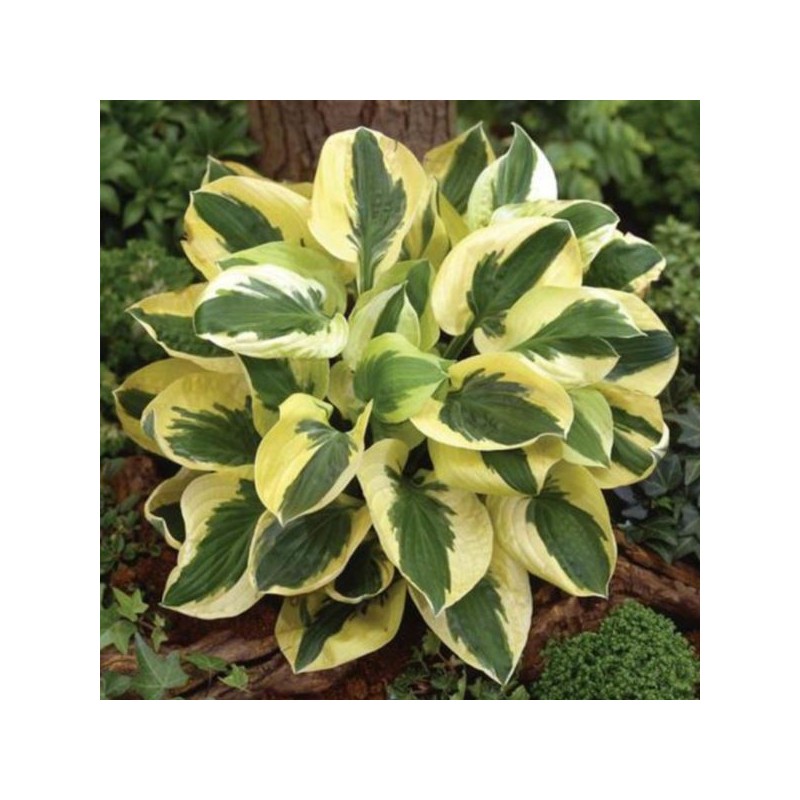 Hosta 'Brim Cup'