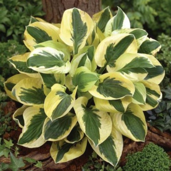 Hosta 'Brim Cup'