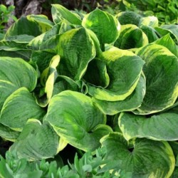 Hosta 'Christmas Tree'