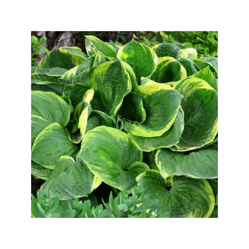 Hosta 'Christmas Tree'