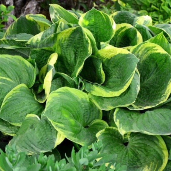 Hosta 'Christmas Tree'