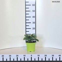 Hosta 'Christmas Tree'