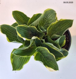 Hosta 'Christmas Tree'