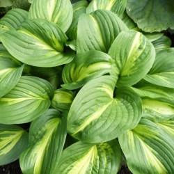 Hosta 'Emerald Charger'