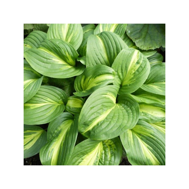 Hosta 'Emerald Charger'
