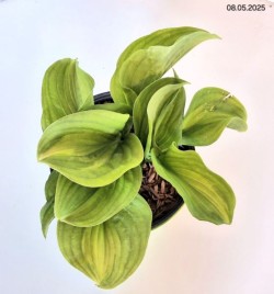 Hosta 'Emerald Charger'