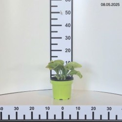 Hosta 'Emerald Charger'