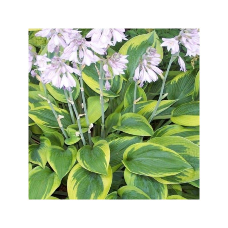 Hosta 'Green Patriot'