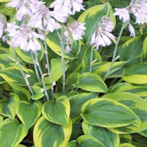 Hosta 'Green Patriot'