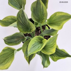 Hosta 'Green Patriot'