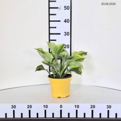 Hosta 'Green Patriot'