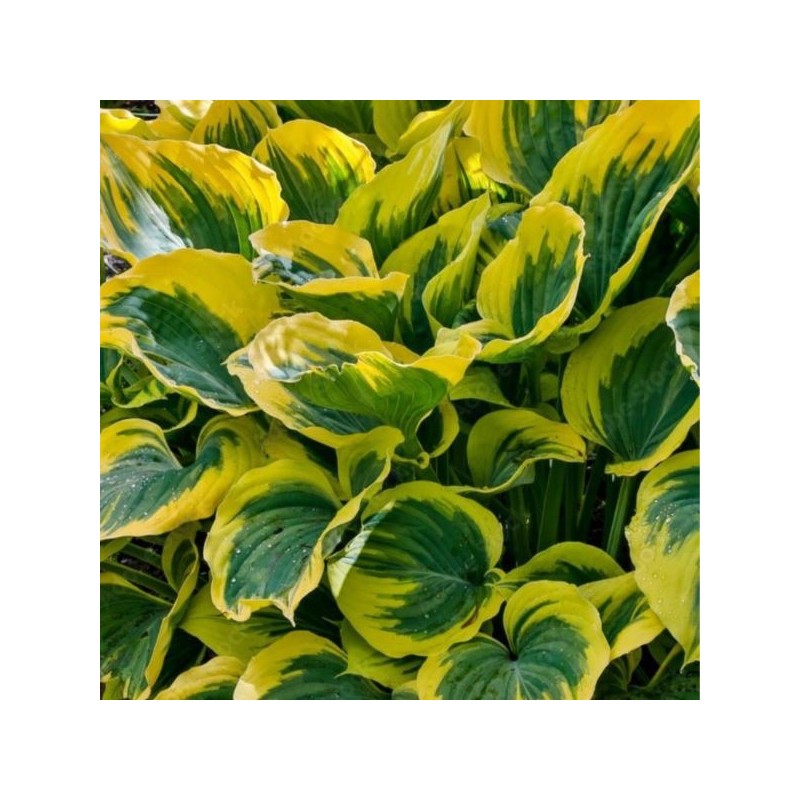 Hosta 'Liberty'