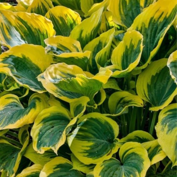 Hosta 'Liberty'