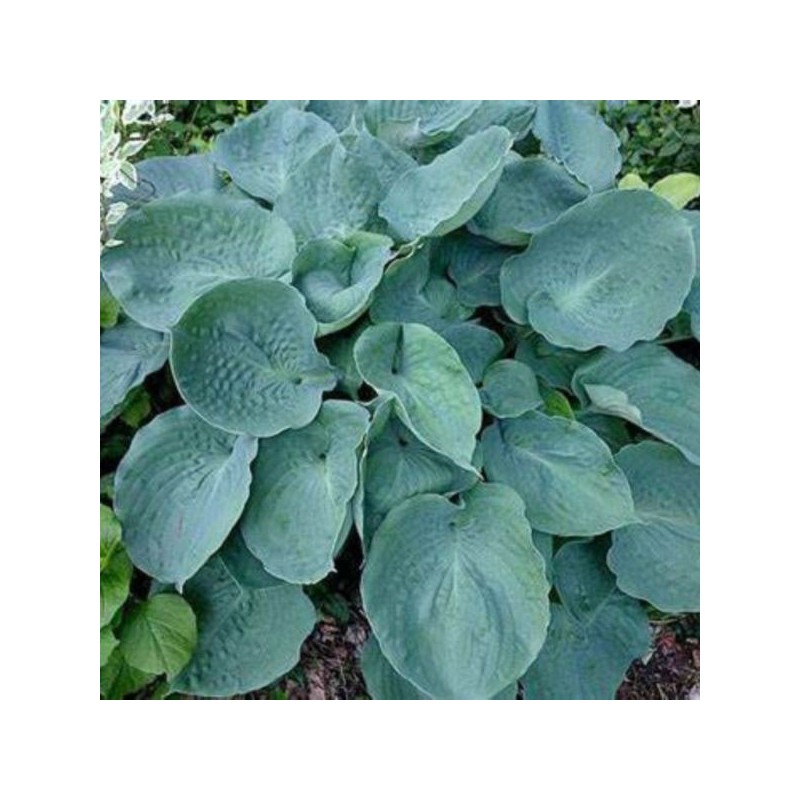 Hosta 'Moonlight Sonata'