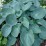 Hosta 'Moonlight Sonata'