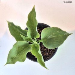 Hosta 'Moonlight Sonata'