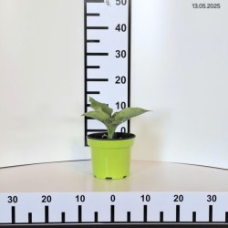 Hosta 'Moonlight Sonata'