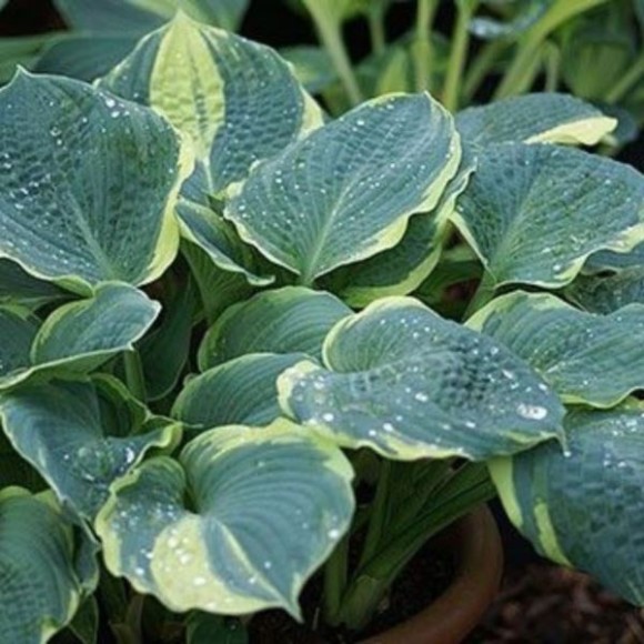 Hosta 'Pizzaz'